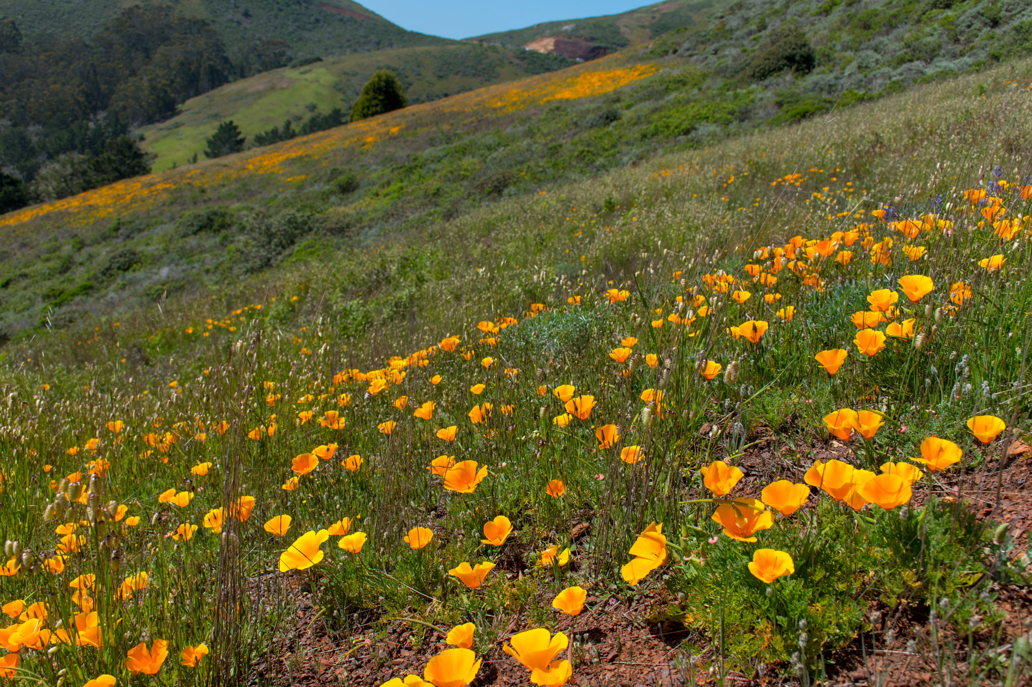 File:Flowers On The Hill (253819857).jpeg - Wikimedia Commons