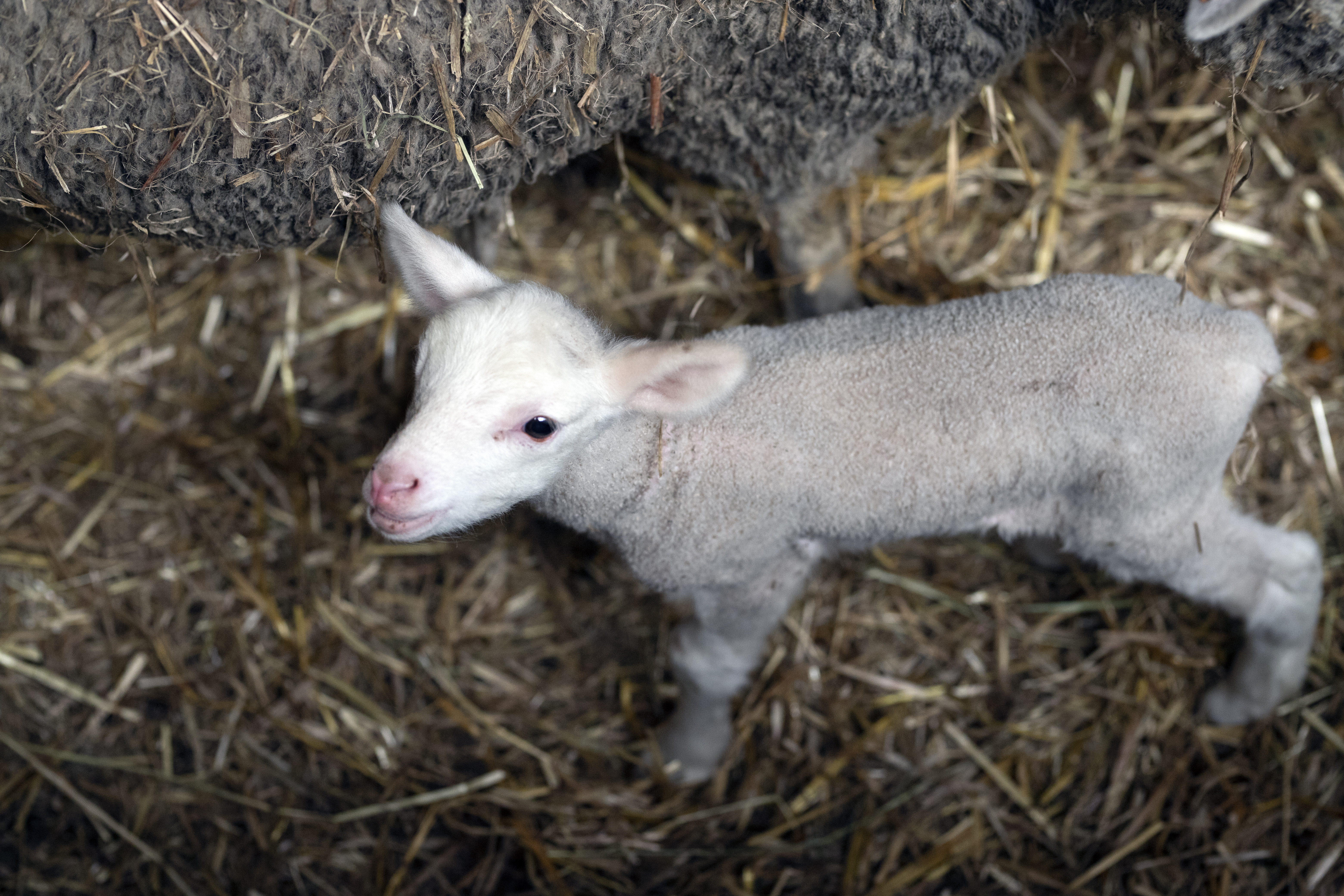 3 lambs. Животноводство Ставропольского края. Мини козочки. Овцеводство. Река Овечка Ставропольский край.