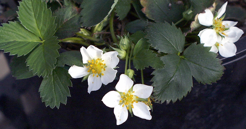 File:Fragaria virginiana.jpg