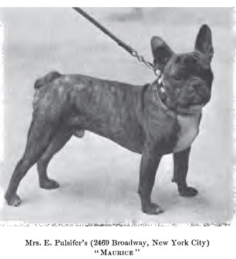 File:French Bulldog circa 1901.jpg