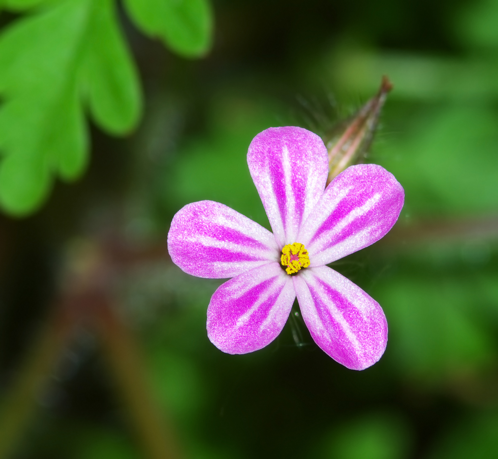 Geranium robertianum