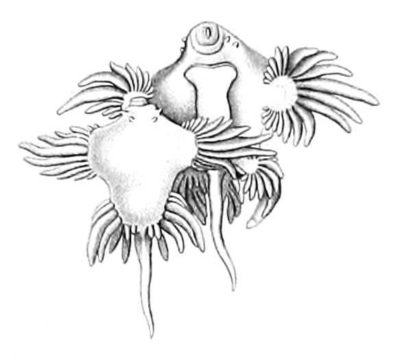 File:Glaucus atlanticus mating Bergh Tab. VII.jpg