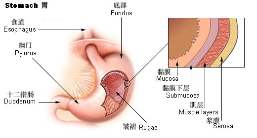 File:Illu stomach2-zh.jpg