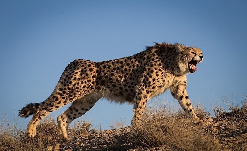 cheetah vs wolf