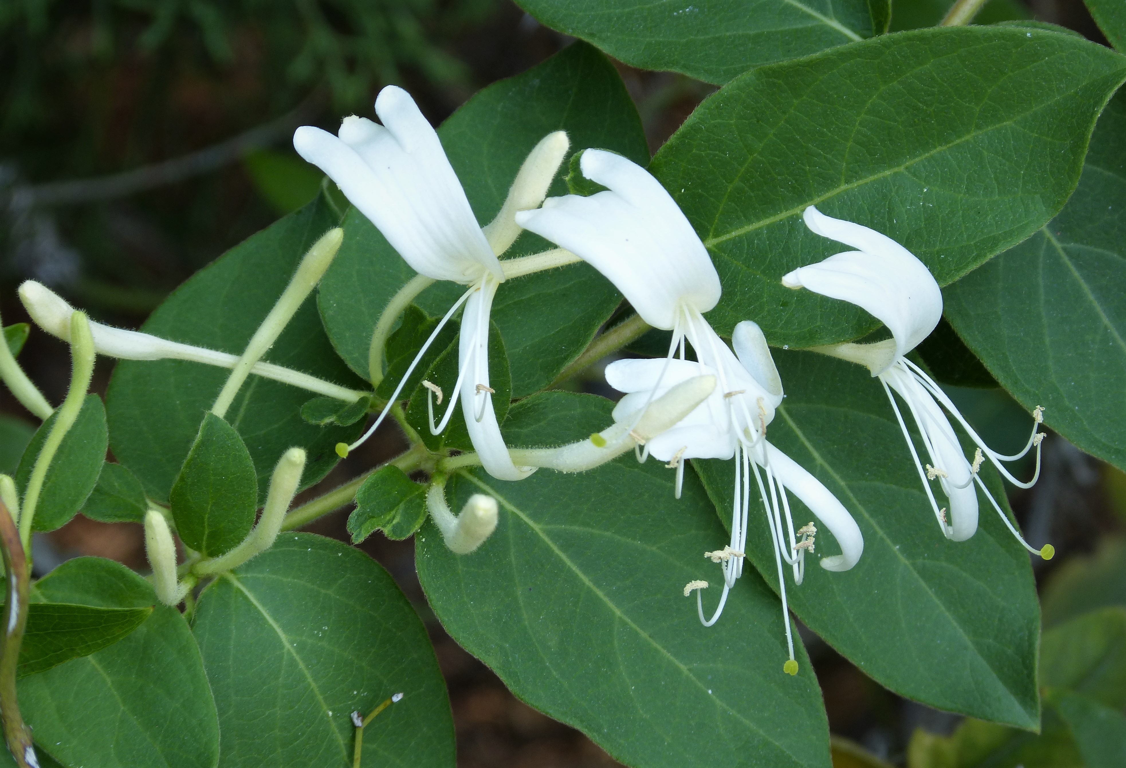 Lonicera japonica 