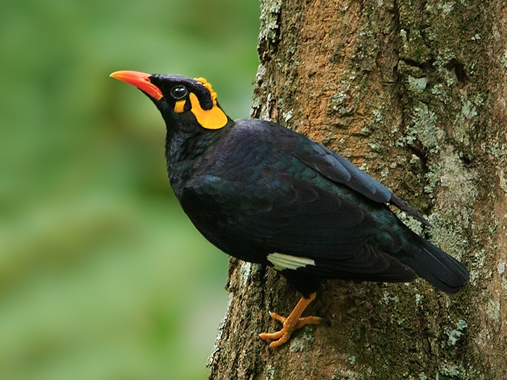 Southern hill myna - Wikipedia