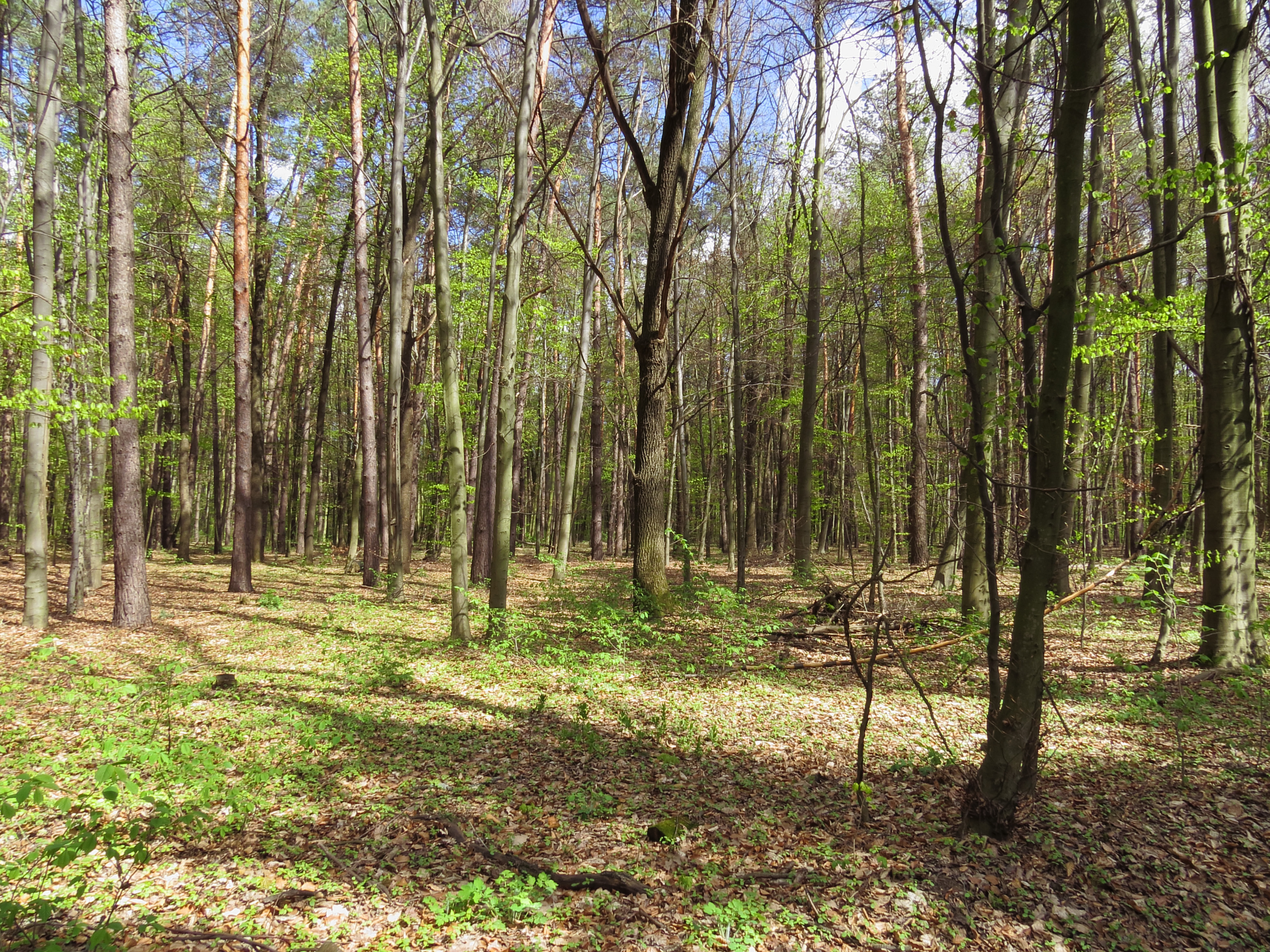 Первые леса. Лес 1:1. Battles in Ukraine Forests.