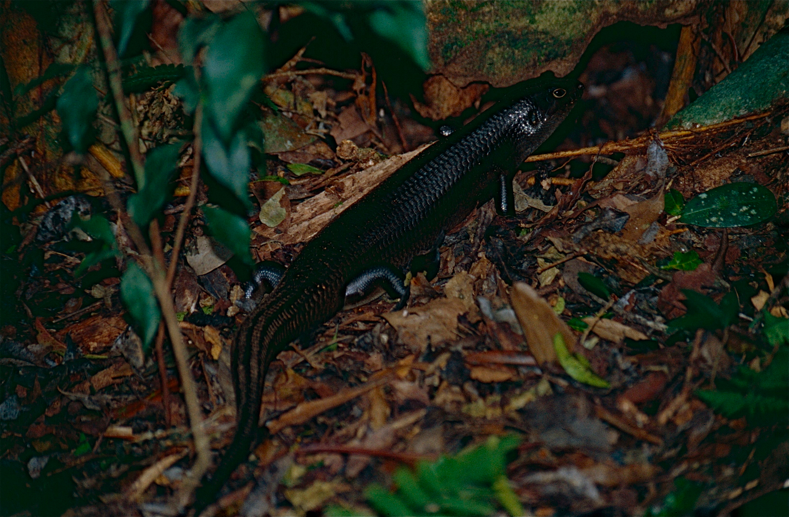 Land Mullet (Bellatorias major) (10244598524).jpg