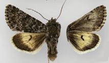 <i>Lasionycta leucocycla</i> Species of moth