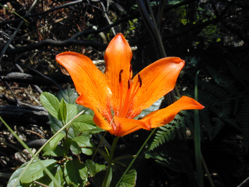 Лилия 1 шт. Lilium bulbiferum. Lilium lophophorum. Lilium evtol. Lilium humboldtii.