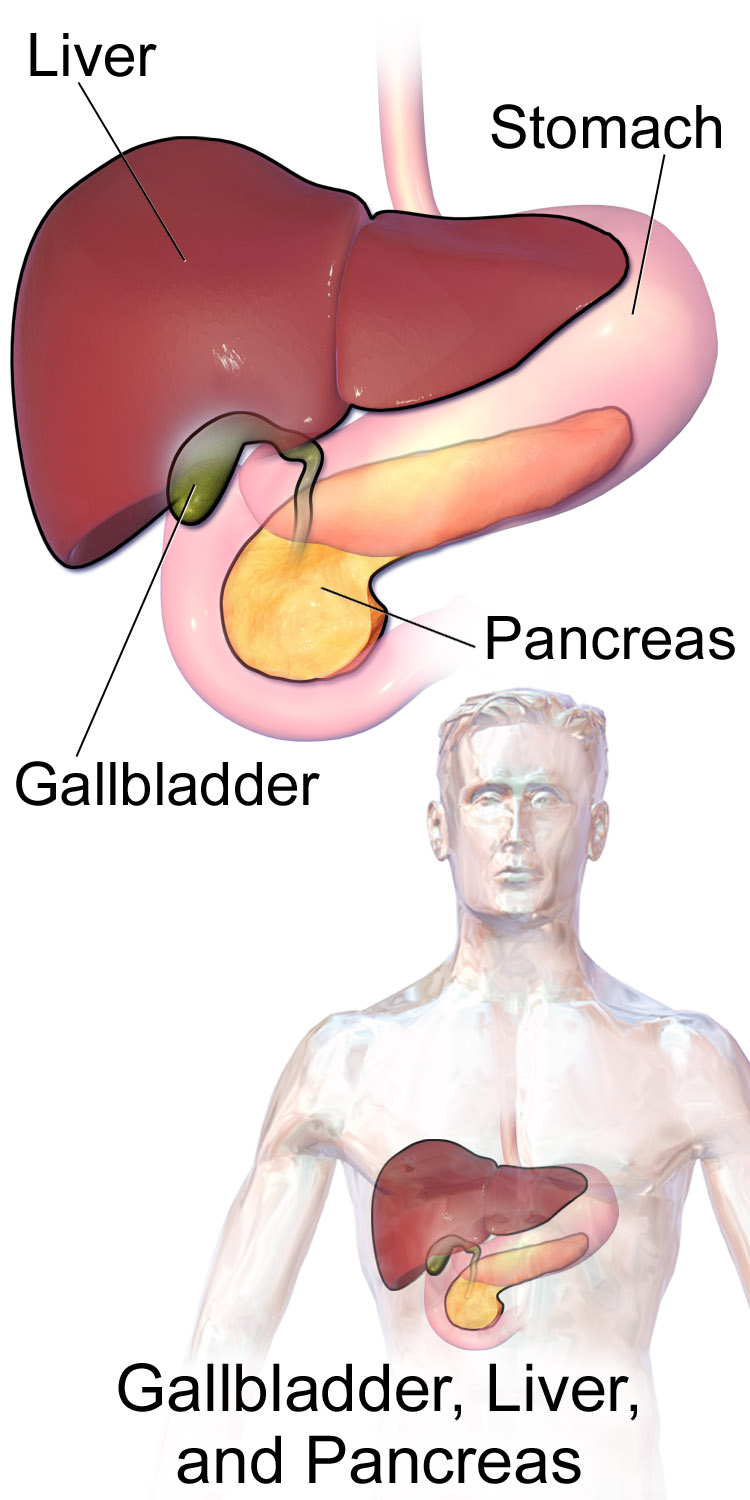 Image result for pancreas location
