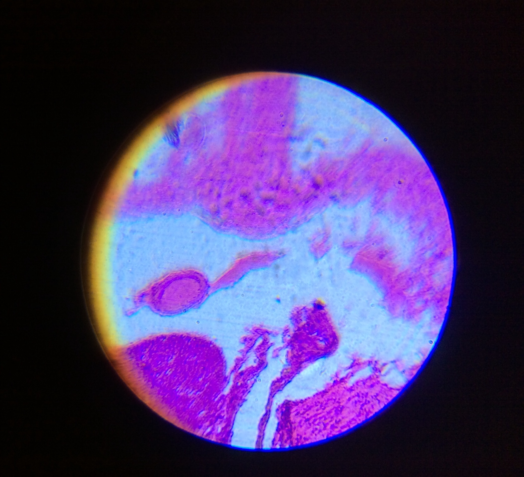 microscopic