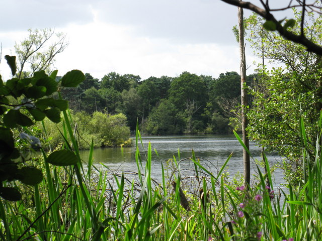 File:Mytchett Lake - geograph.org.uk - 1425379.jpg