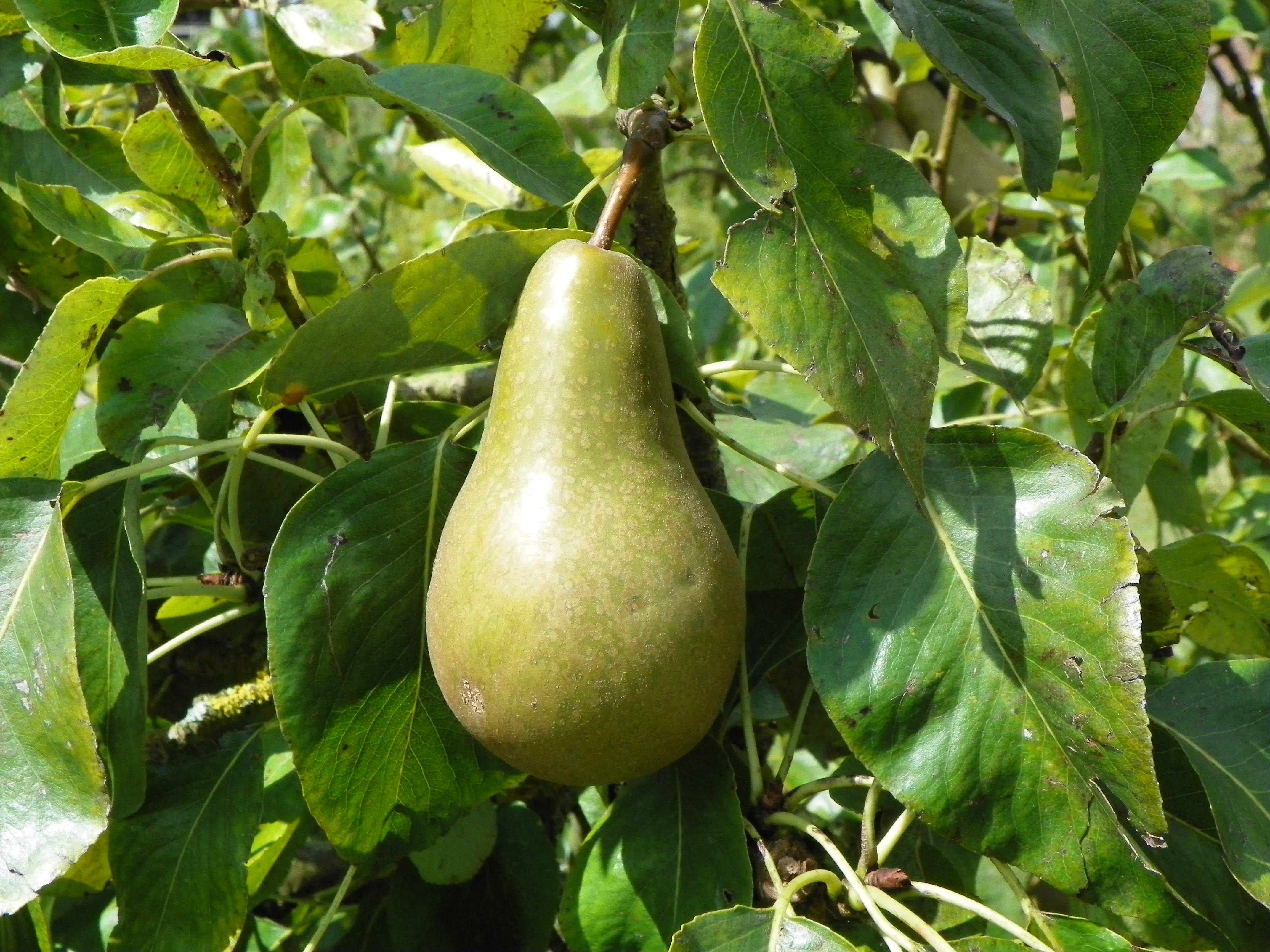 Pear like. Pyrus communis груша. Груша обыкновенная (Pyrus communis). Pyrus communis дерево. Груша карликовая ДК-2.
