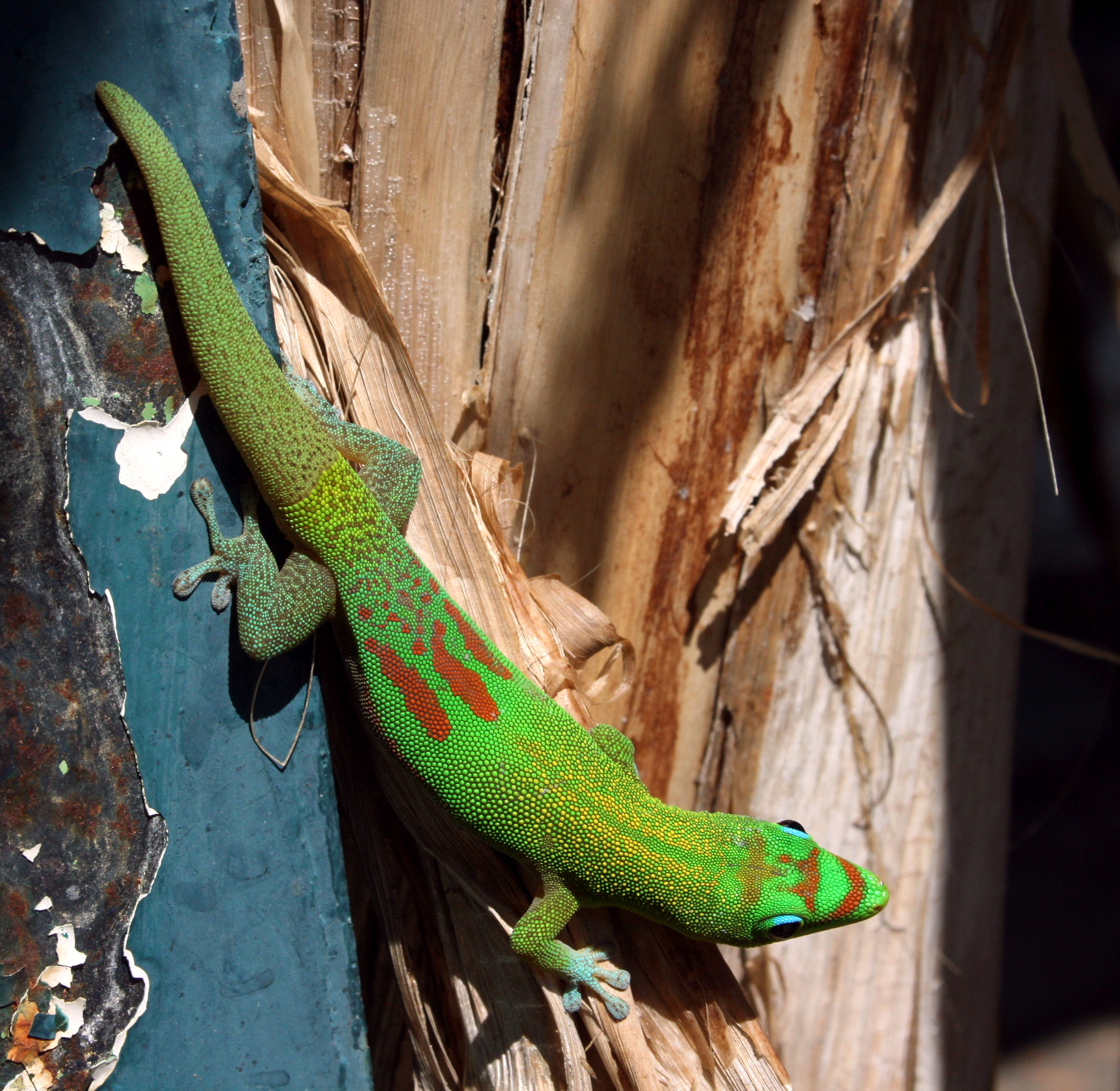 giant day gecko terrarium