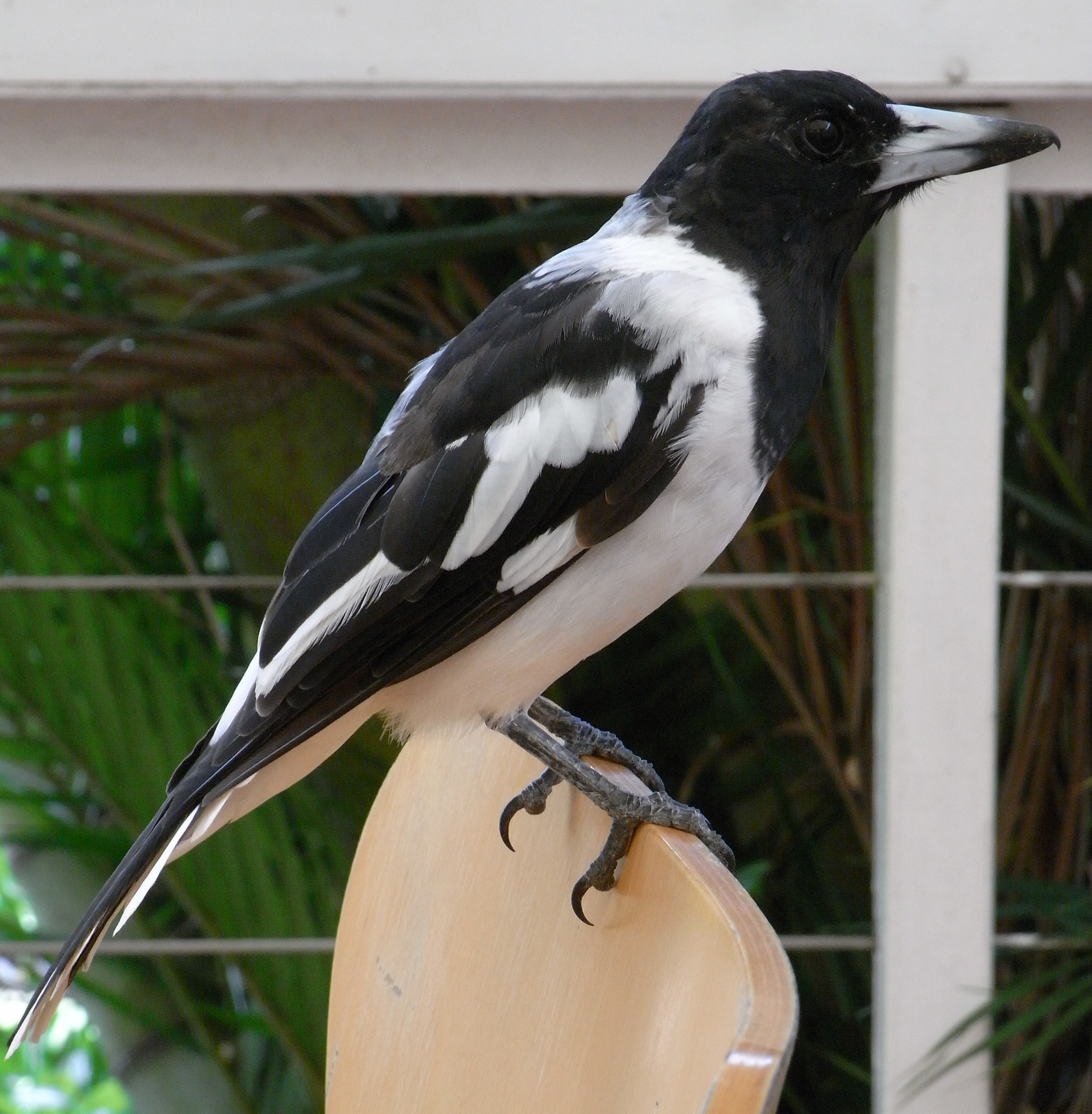 Pied Butcherbird Male.JPG