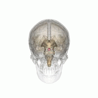 脳下垂体の位置を様々な角度から眺めた動画。赤い所が脳下垂体