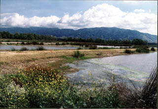 The Prado Flood Control Basin on the Santa Ana River has one of the largest remaining riparian zones along the main stem.