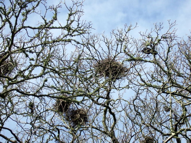 File:Rookery, Tyddewi-St David's - geograph.org.uk - 752116.jpg