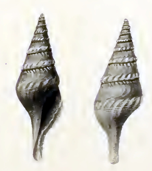 <i>Sibogasyrinx</i> Genus of gastropods