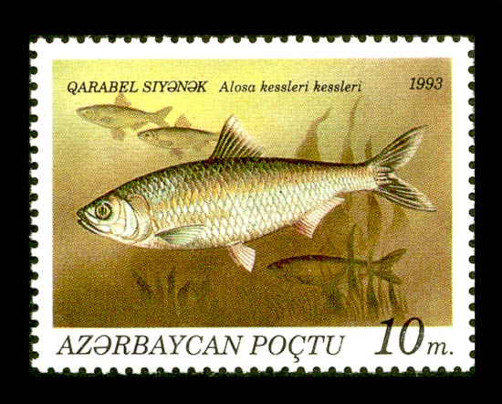 Stamps_of_Azerbaijan,_1993-198.jpg