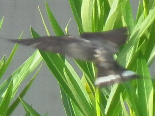 File:Swallow in flight 079866.jpg