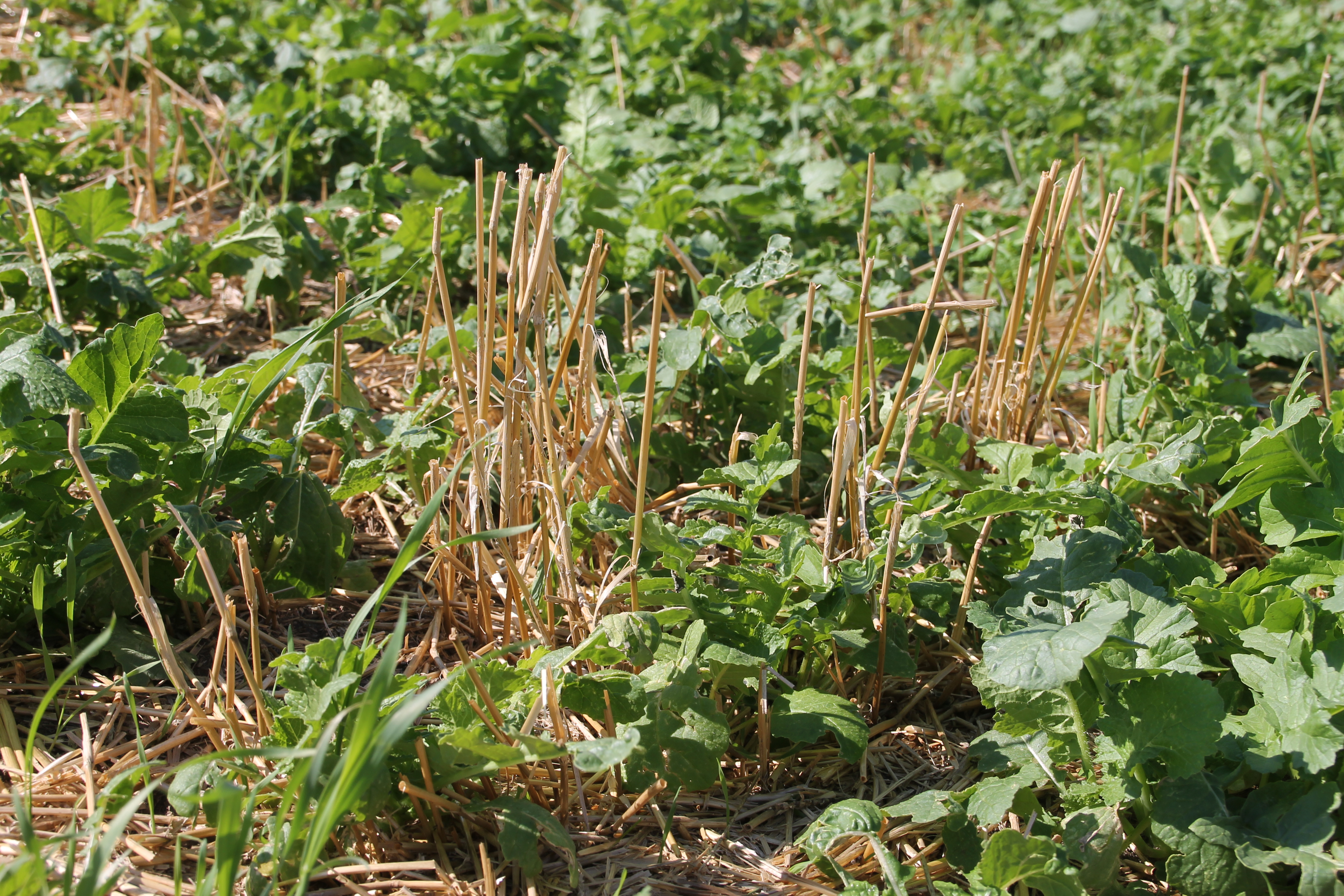 The Johnson farm has a diverse crop rotation with a cover crop (five images) (14627772232).jpg
