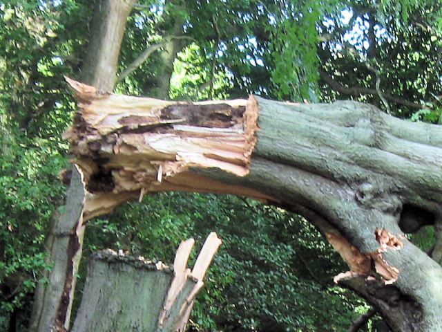 File:The broken end of the trunk of the fallen beech tree - geograph.org.uk - 1480214.jpg