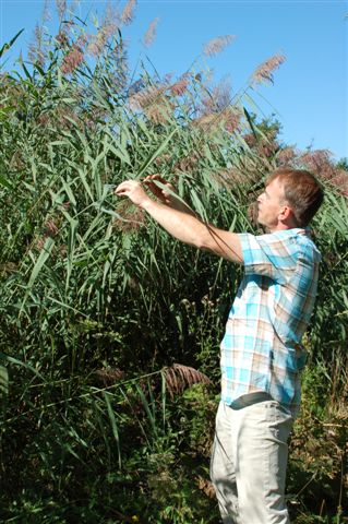 File:US Army 52612 Tall Grass.jpg