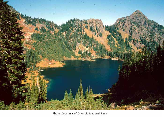 Озеро лена. Olympic National Park на русском. Интересный факт о озере Лена. Olympic Lake g 4g. Texas Lake of Olympia Peninsulas Drive.