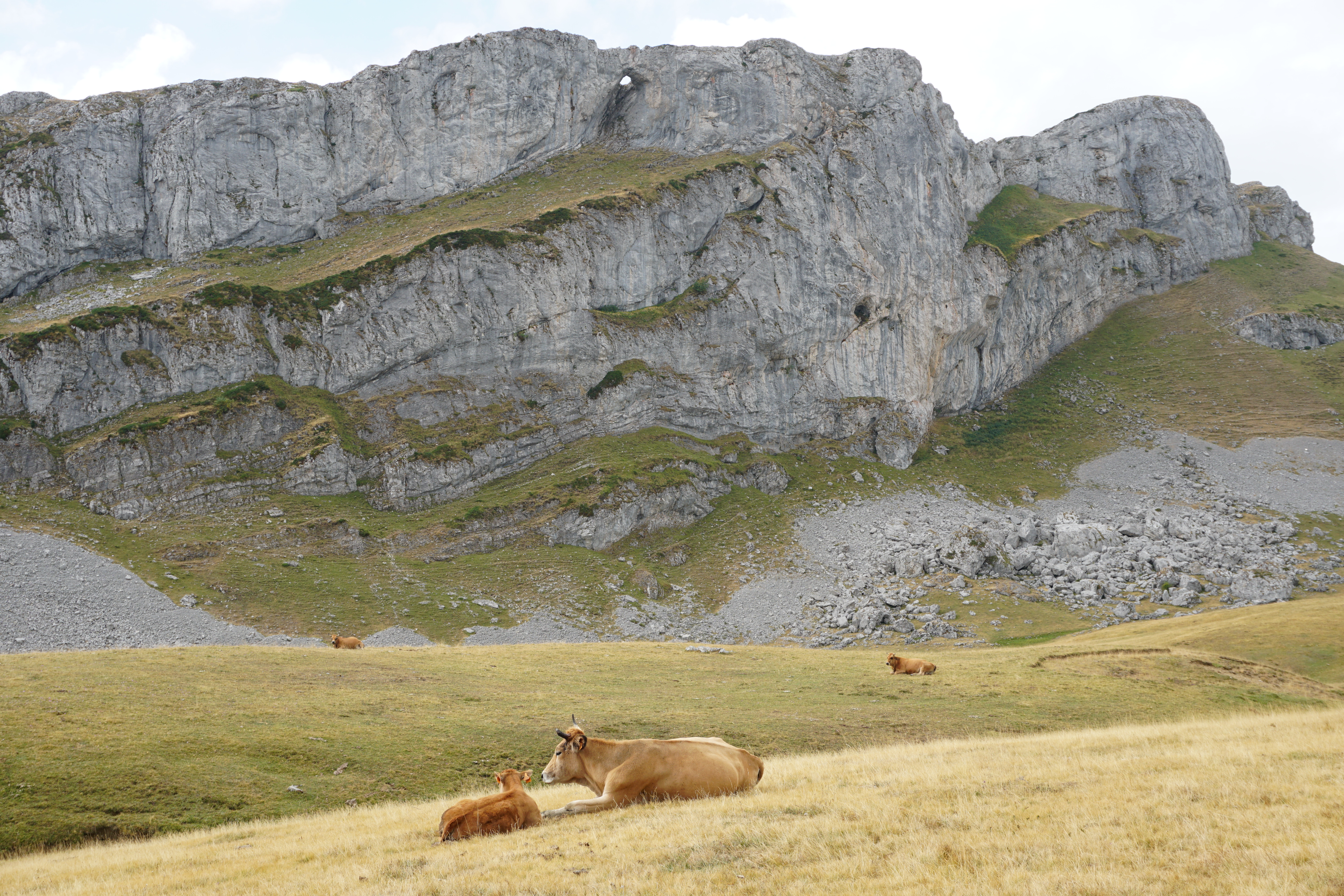 Que hacer en asturias con perro