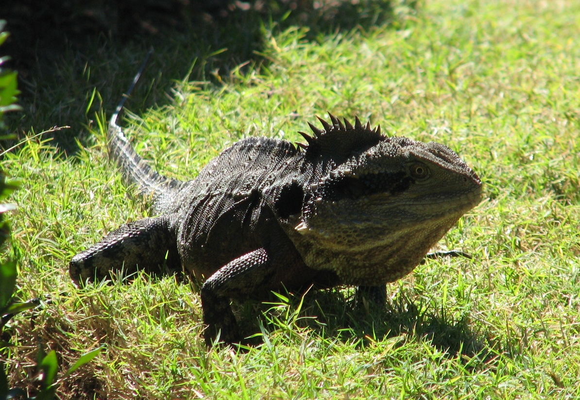 australian water dragon pet