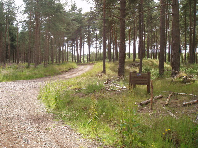 File:Woodland path at Tentsmuir - geograph.org.uk - 4562349.jpg