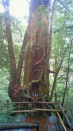 File:Yakusugi Cryptomeria.jpg