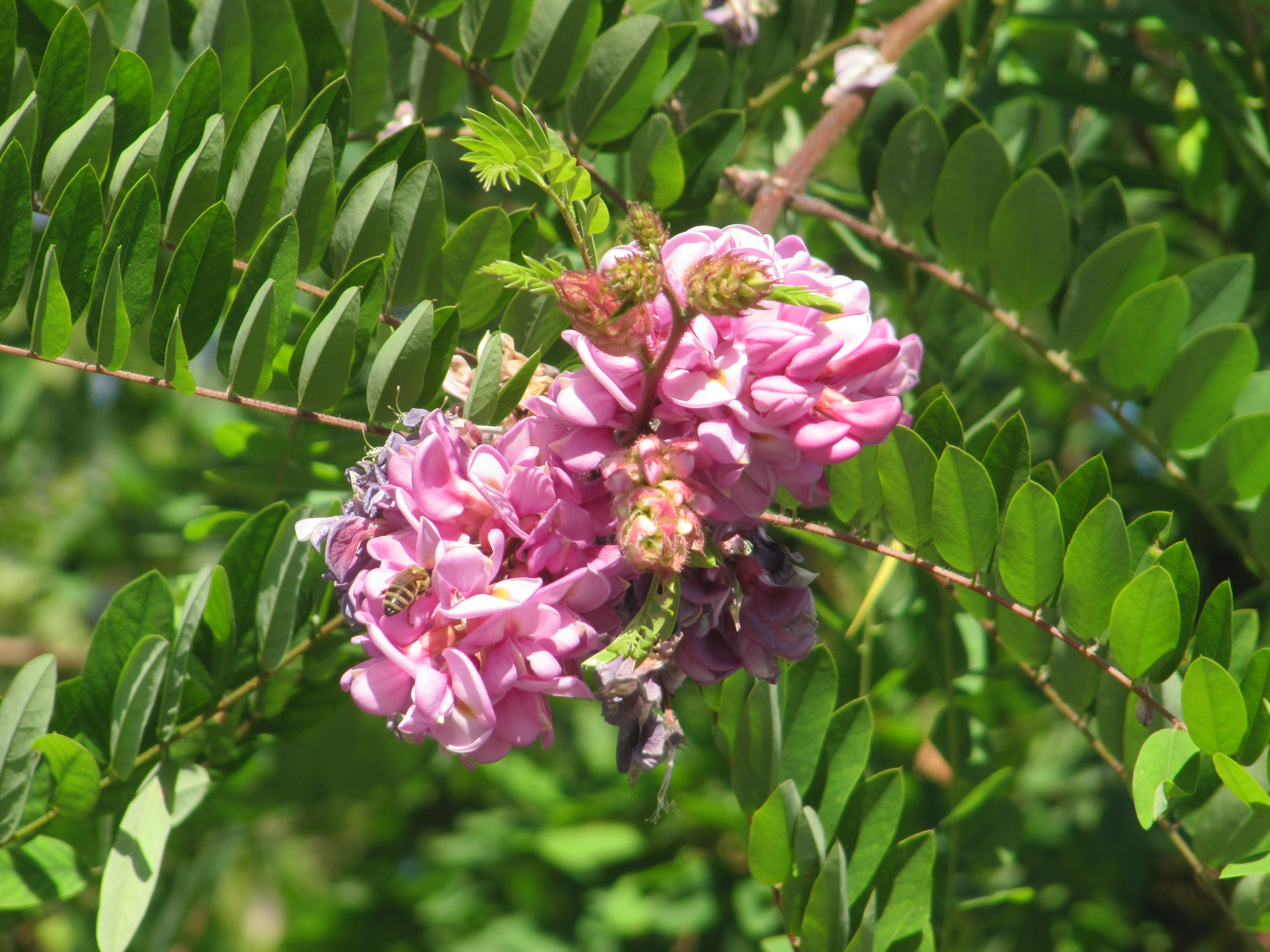 Robinia lepka