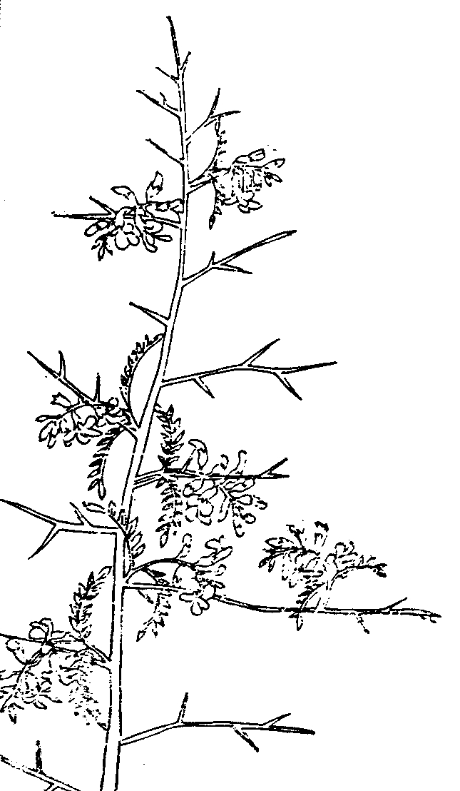 File 植物名實圖考 白刺花 Jpg 维基文库 自由的图书馆