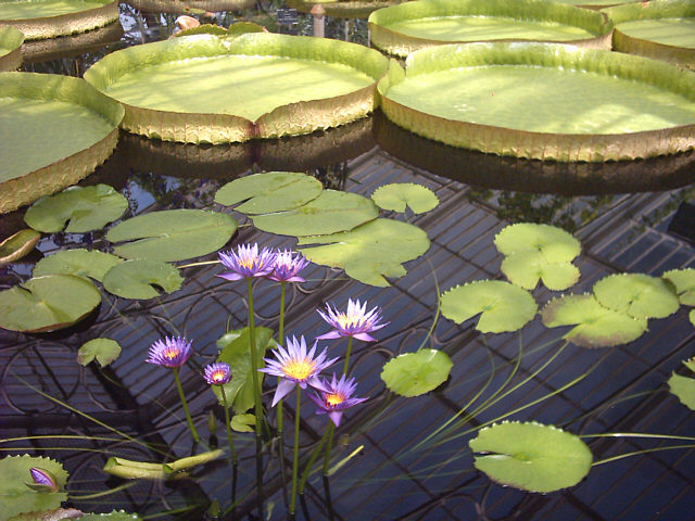 File:160604 kew-gardens-waterlily-house 3-640x480.jpg