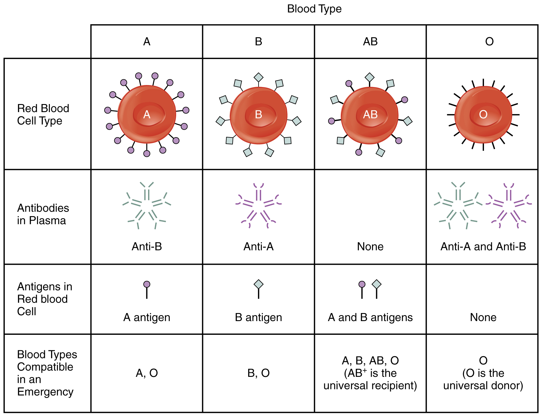 Abo Blood Chart