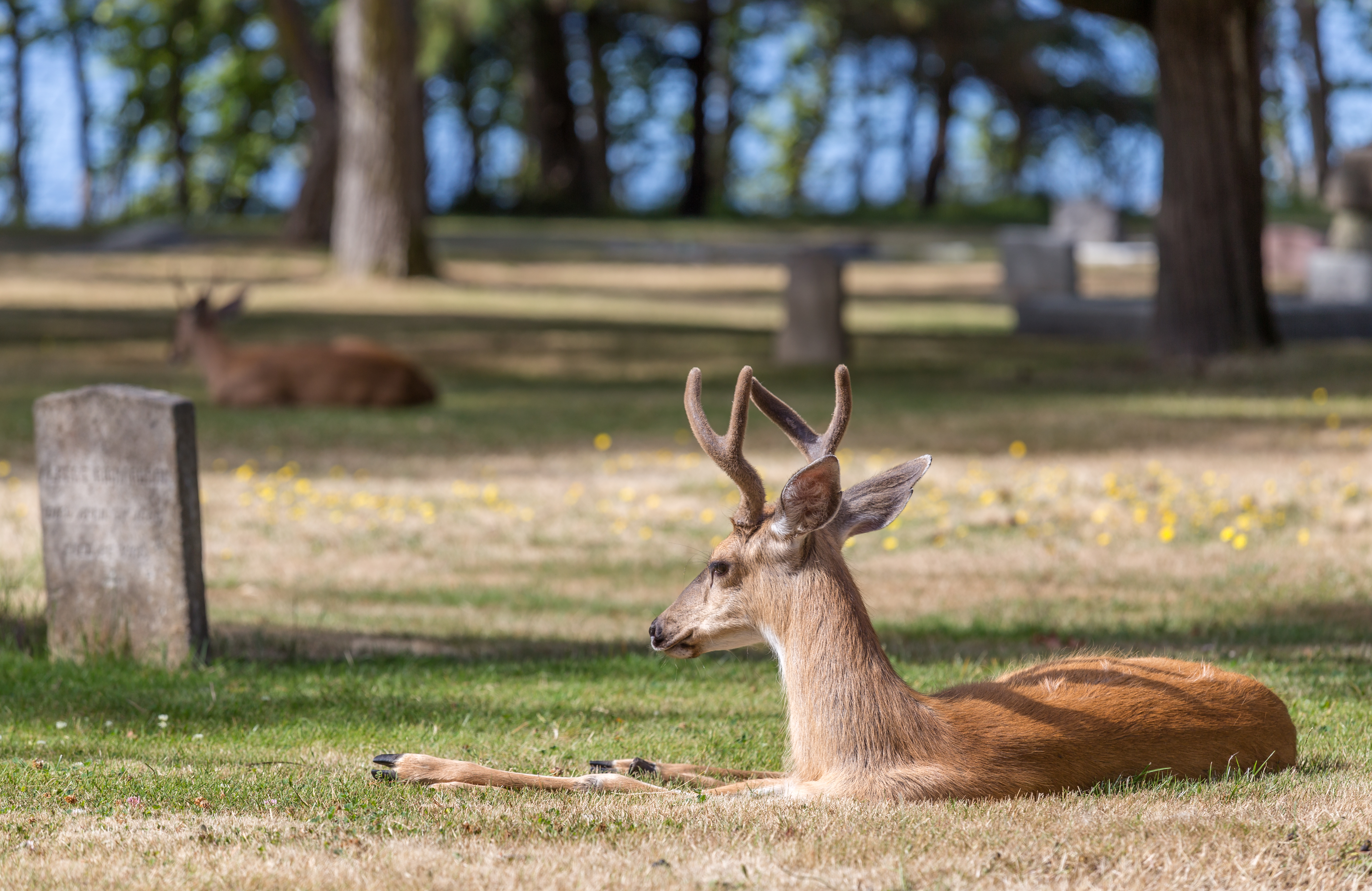 Deer marie. Ross Bay Cemetery. Ross Aşbay.