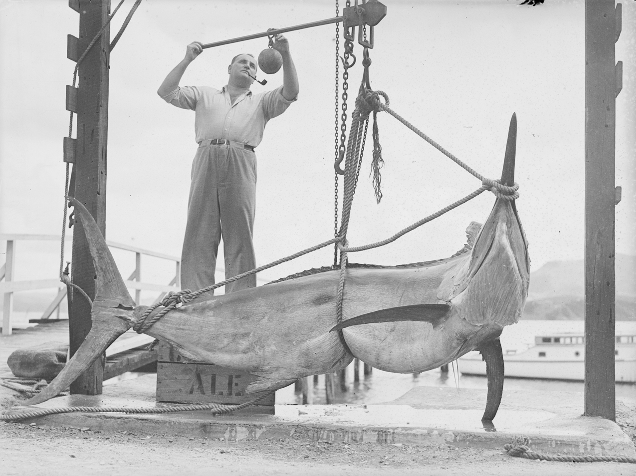 File:A man weighing a big game fish (AM 88314-1).jpg - Wikimedia