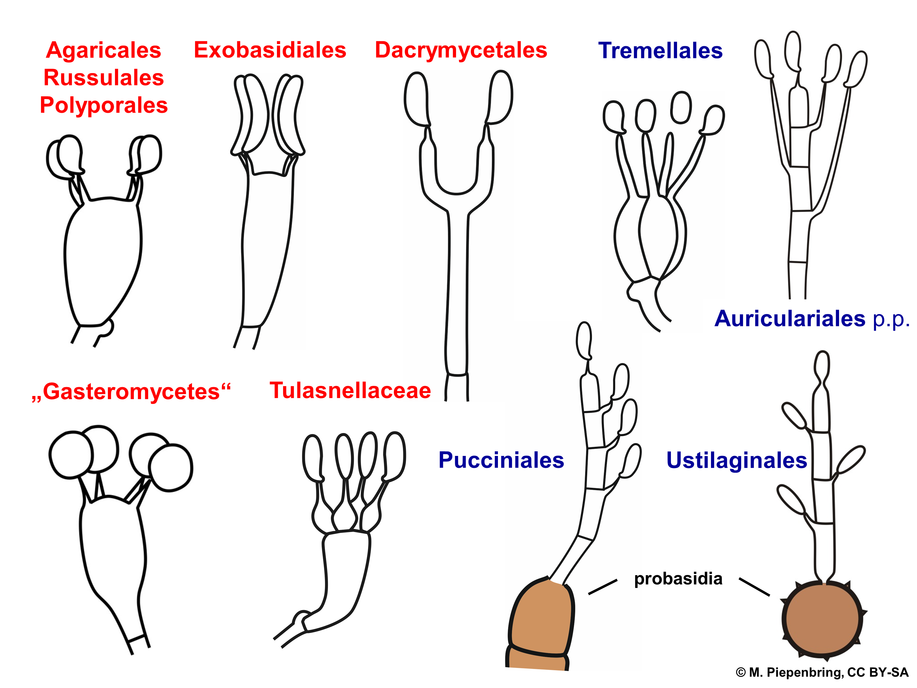 basidium