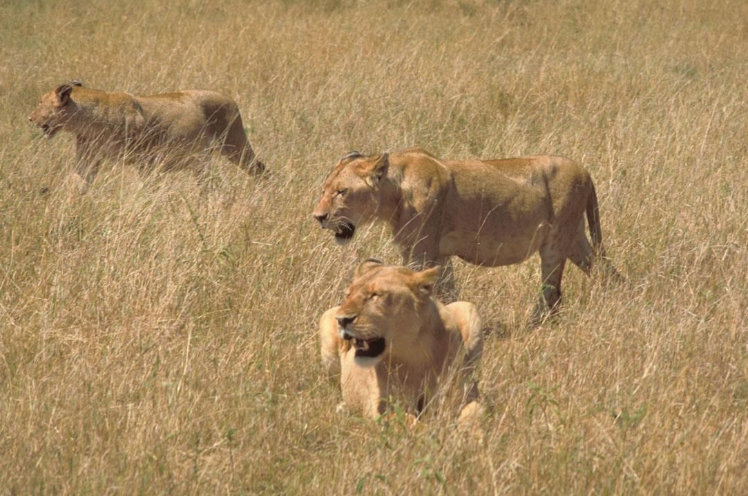 File:Chess Game with African Animals (37674559596).jpg - Wikimedia Commons