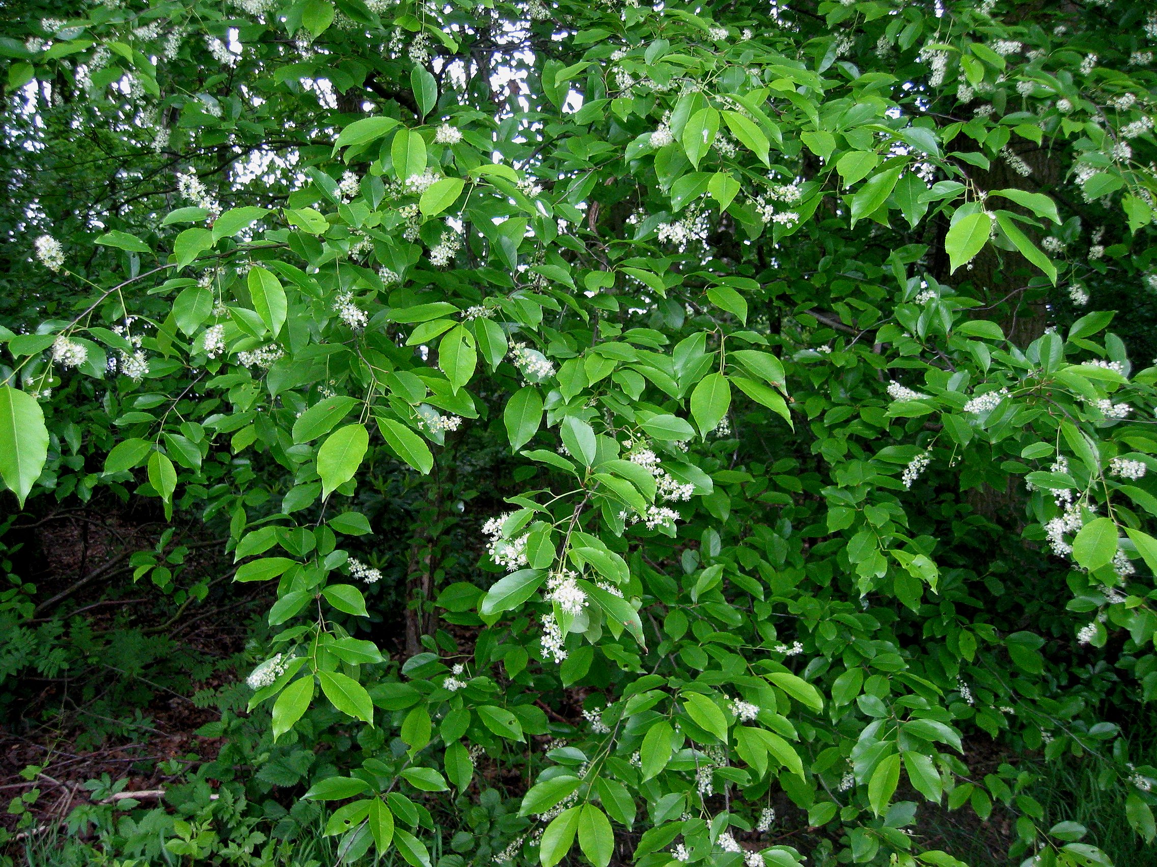 prunus serotina