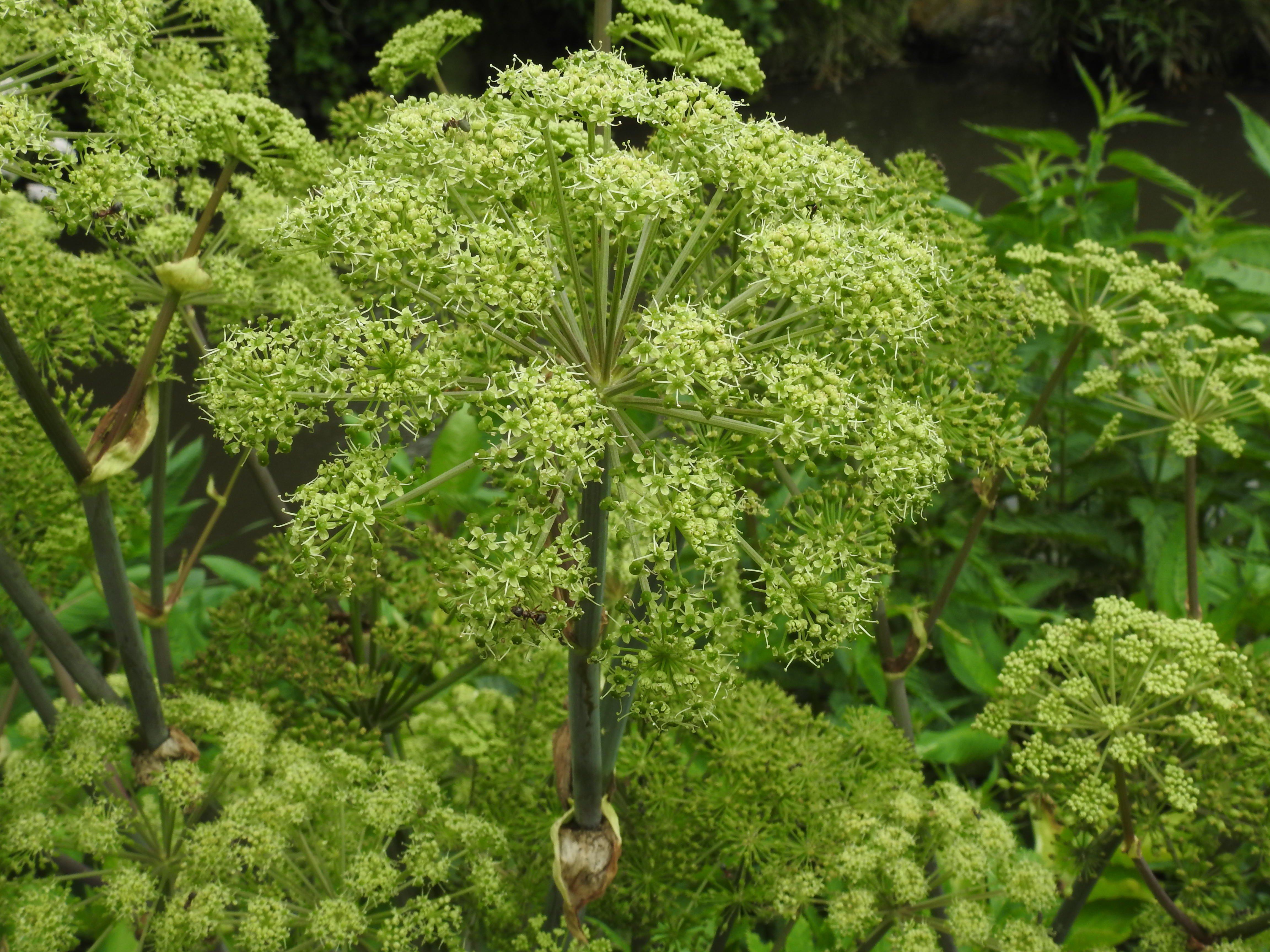 الحديقة النباتية Botanical Garden الجزء الأول المملكة