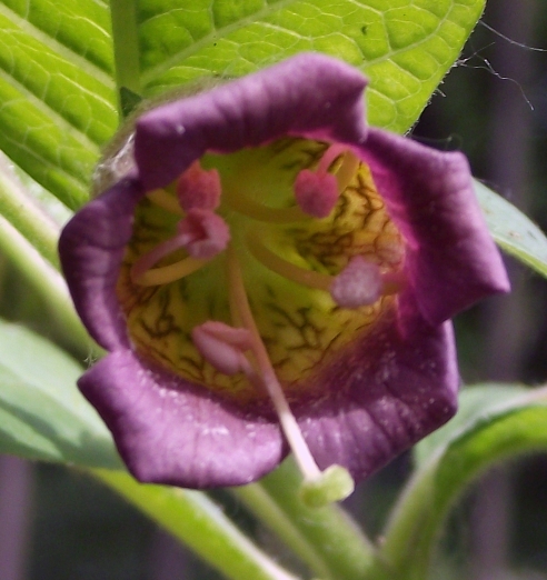 File:Atropa belladonna 003.3.jpg