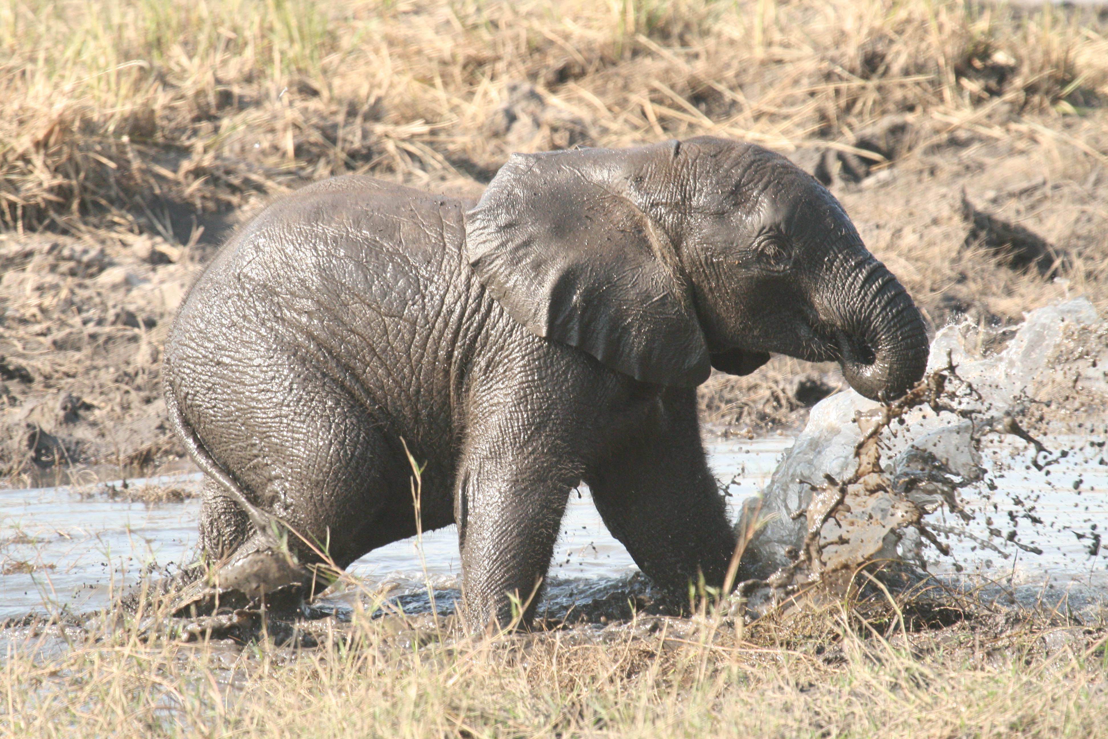 Play elephant. Исчезающий слон. Слоненок фото. Природа слона грязь. Пропал слон.