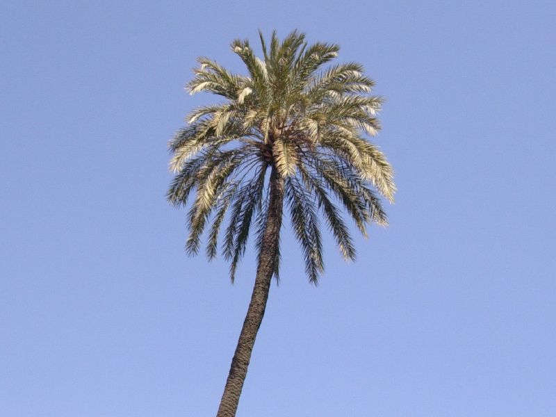 File:Blue sky and palm tree (13182827).jpg