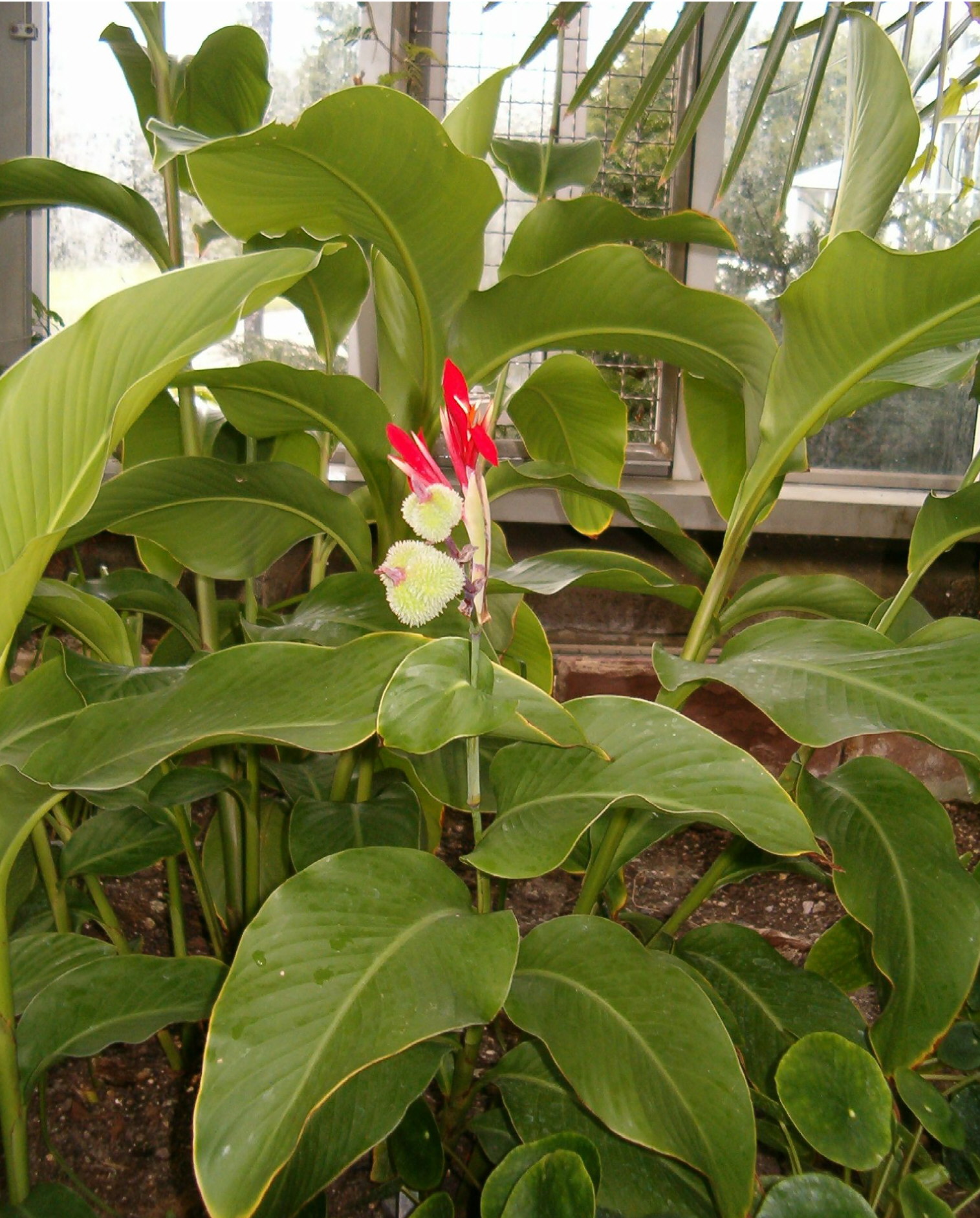 Hábito de crecimiento e inflorescencia en Canna indica var. warscewiczii.