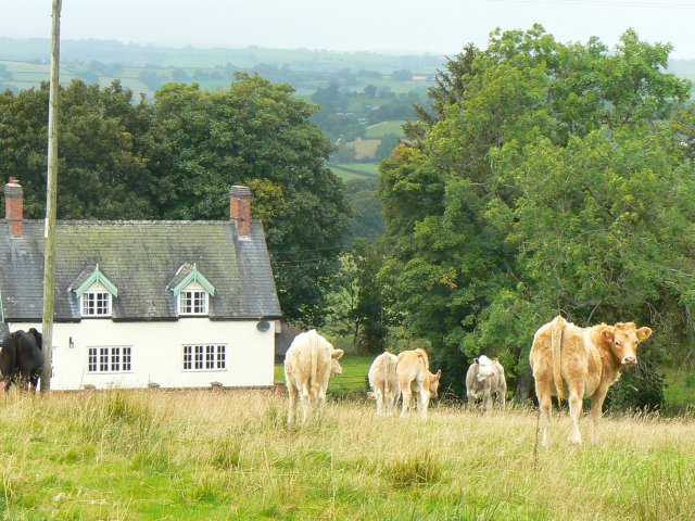 File:Cattle at Aberclawdd - geograph.org.uk - 553402.jpg