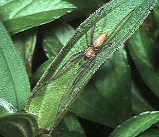 File:Cheiracanthium.eutittha.male.1.-.tanikawa.jpg